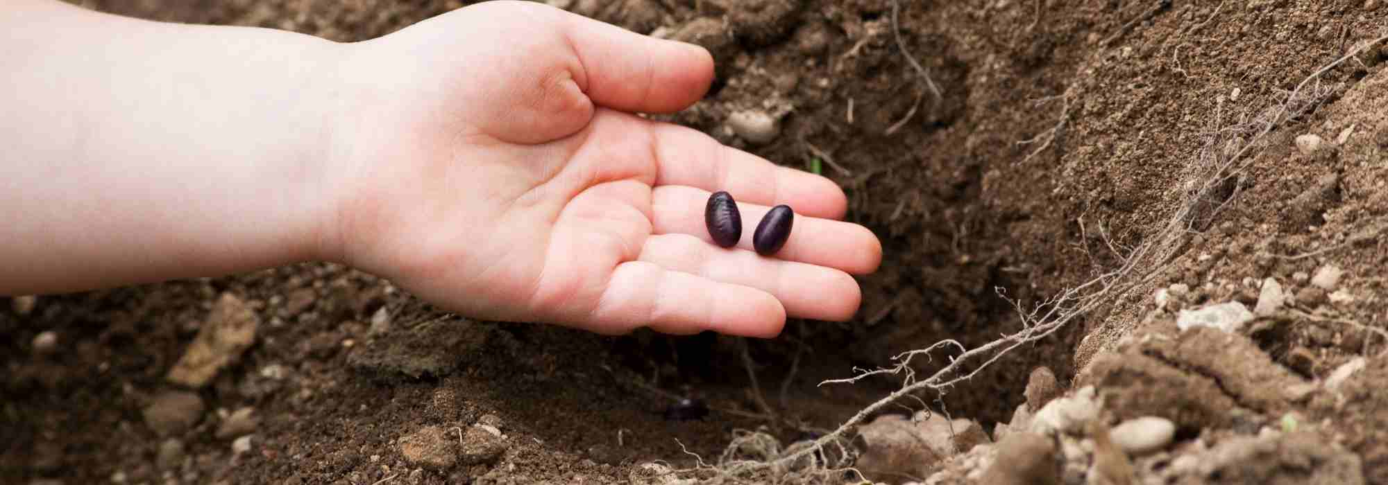 Station sowing: what is it?