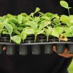 How to sow seeds in trays?