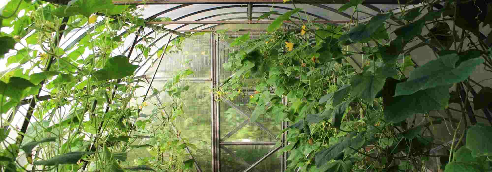 Controlling diseases and pests in greenhouses