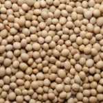 How to grow soybeans in your vegetable garden?