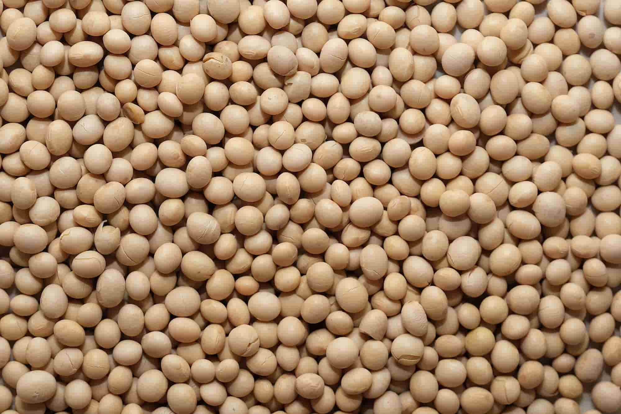 How to grow soybeans in your vegetable garden?