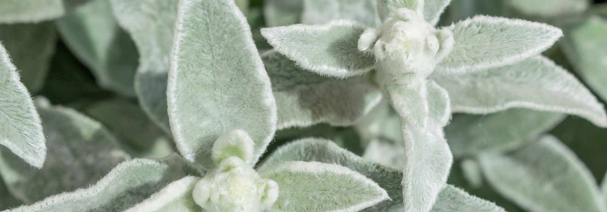 7 perennials with grey or silver foliage