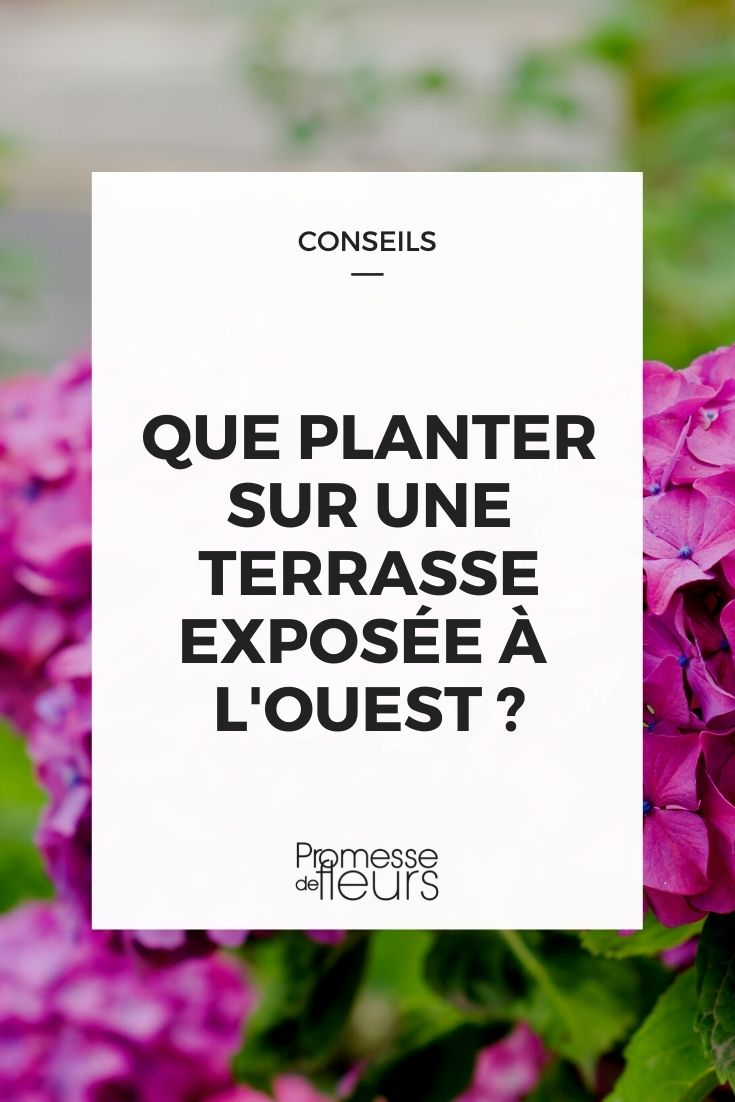 What to Plant on a West-Facing Terrace