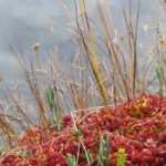 Creating a turf moor in the garden