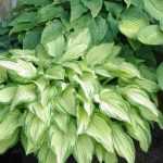 7 perennials to grow in pots on a north-facing balcony