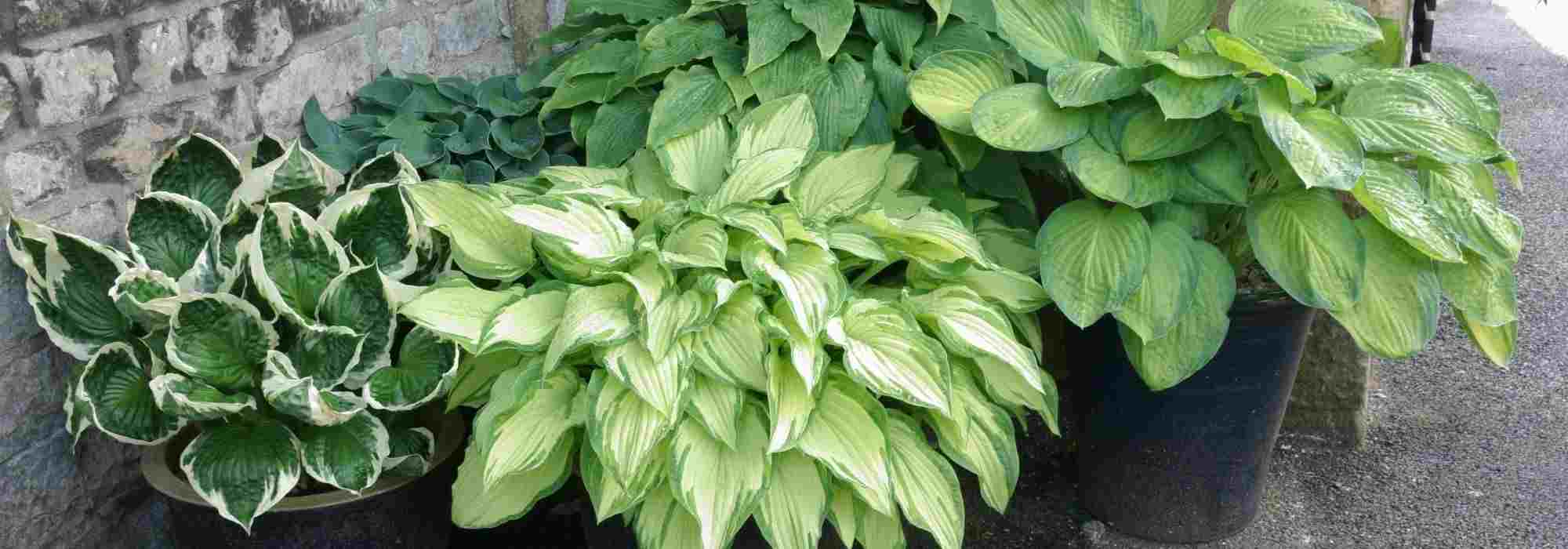 7 perennials to grow in pots on a north-facing balcony