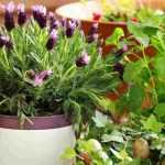7 perennials to grow in pots on a West-facing balcony