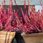 7 perennials to grow in pots on an east-facing balcony