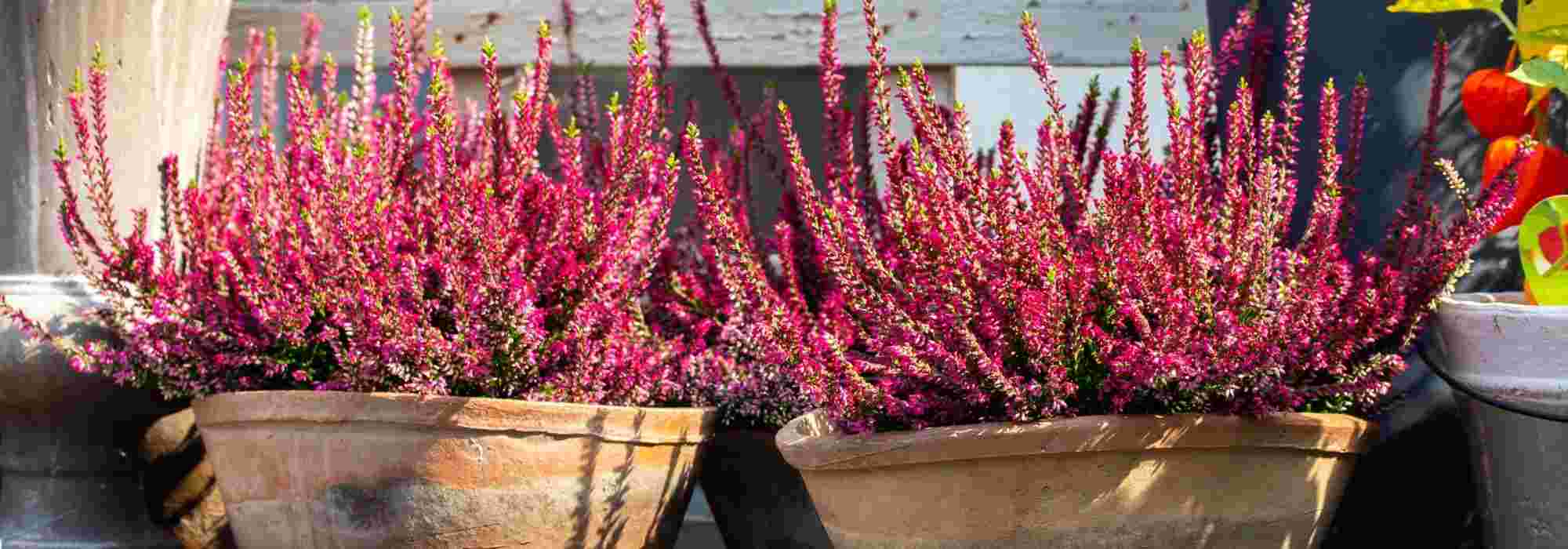 7 perennials to grow in pots on an east-facing balcony
