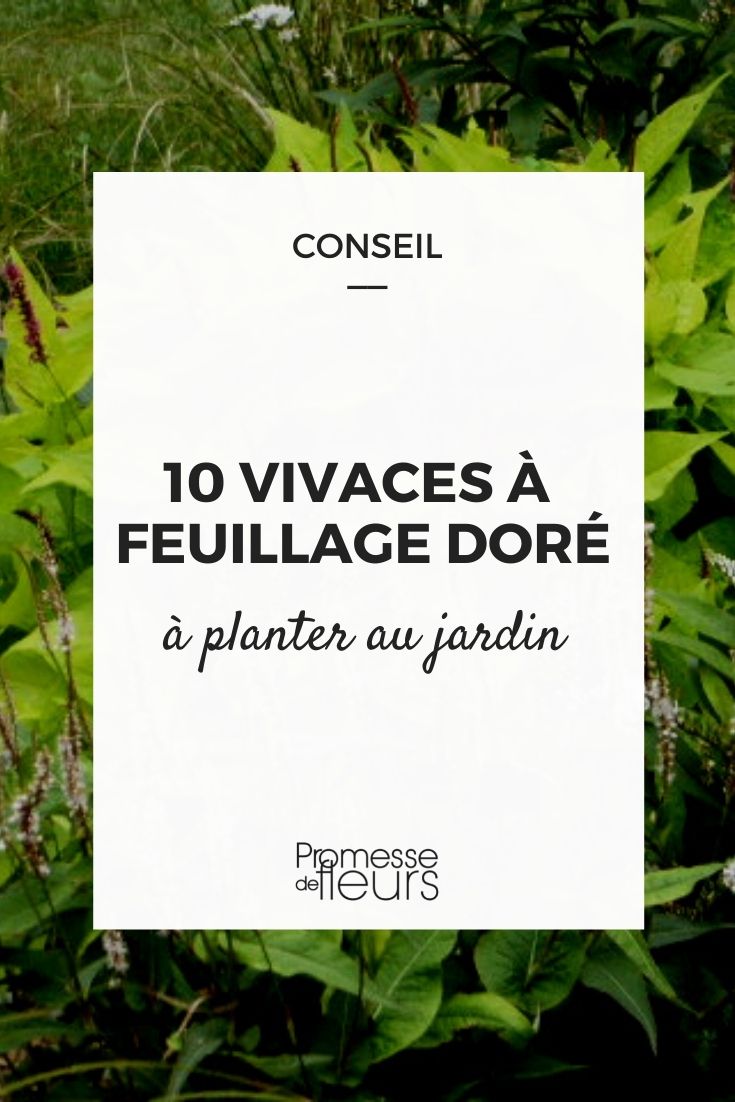 Perennials with Yellow Foliage