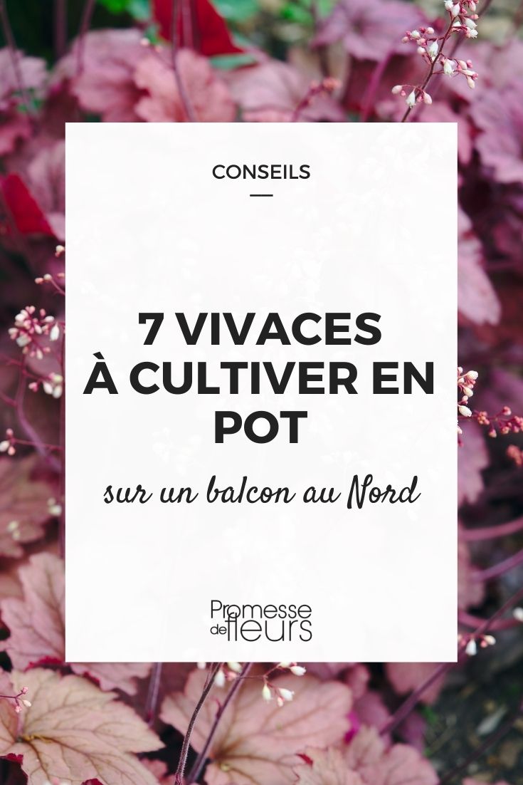 Perennials in a Pot on a North-Facing Balcony