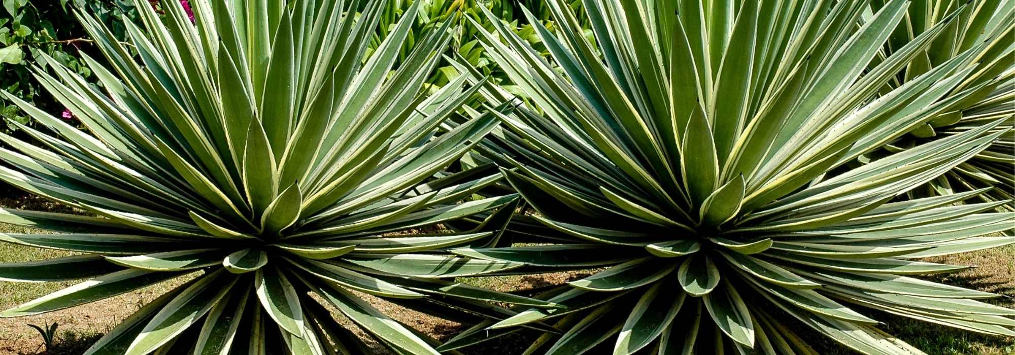 Choosing an agave