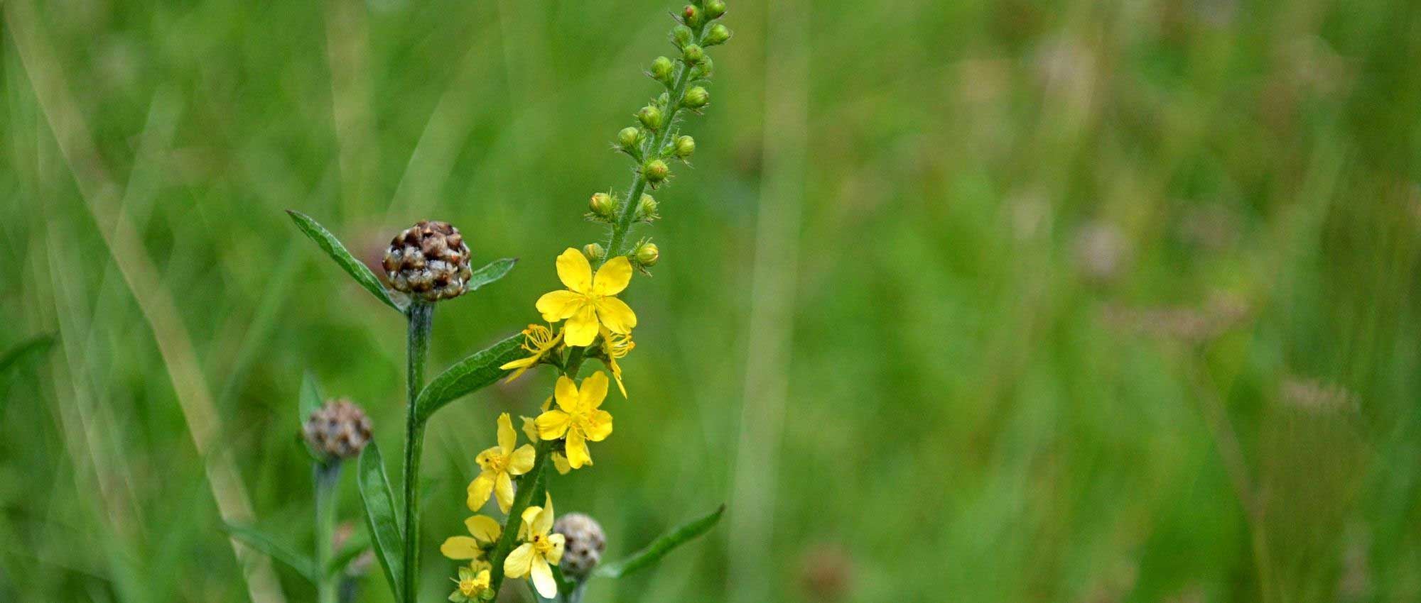 Agrimony: 5 successful pairing ideas