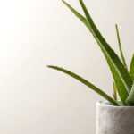 Growing an Aloe vera in a pot and caring for it properly