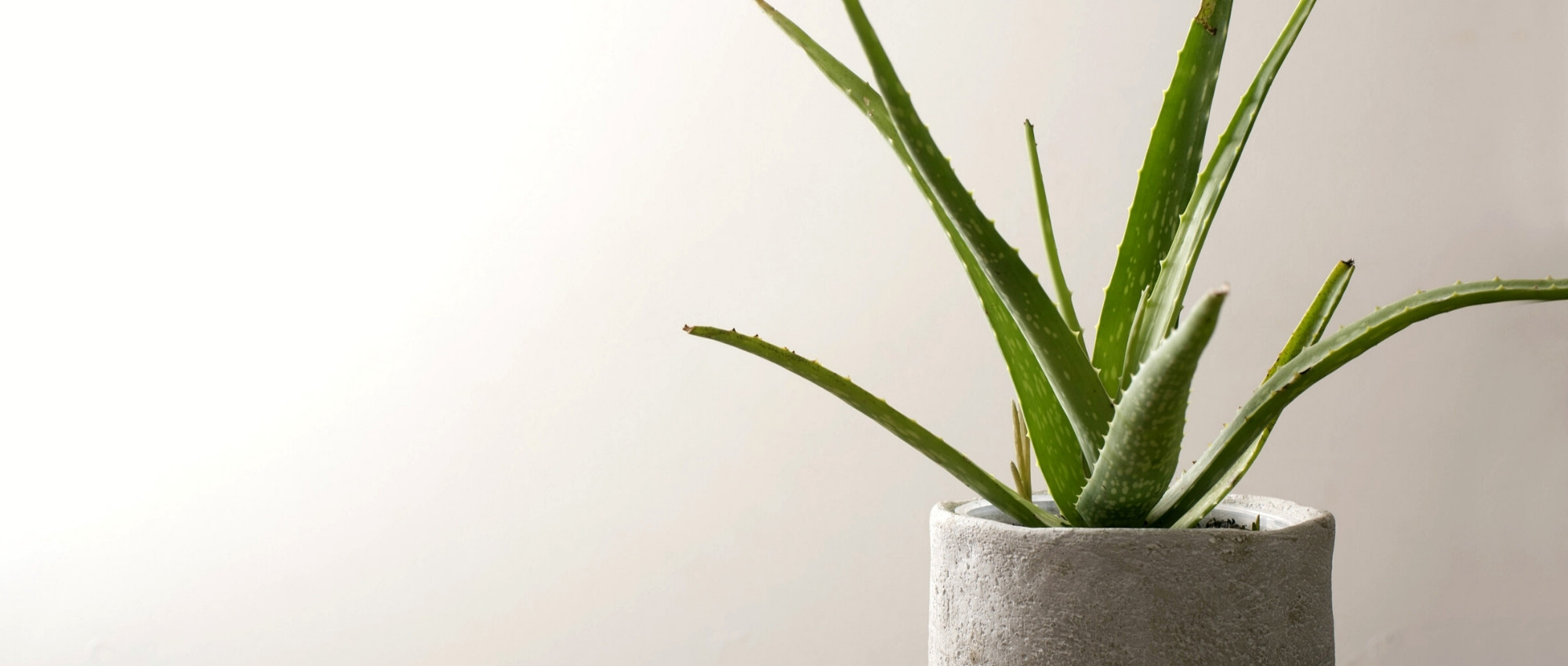 Growing an Aloe vera in a pot and caring for it properly