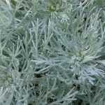 Choosing the Right Wormwood: A Buying Guide