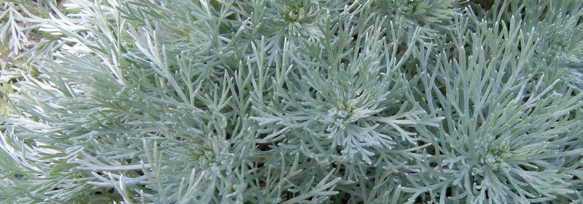 Choosing the Right Wormwood: A Buying Guide