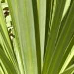 Choosing a cordyline