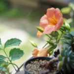 Growing a trumpet vine in a pot