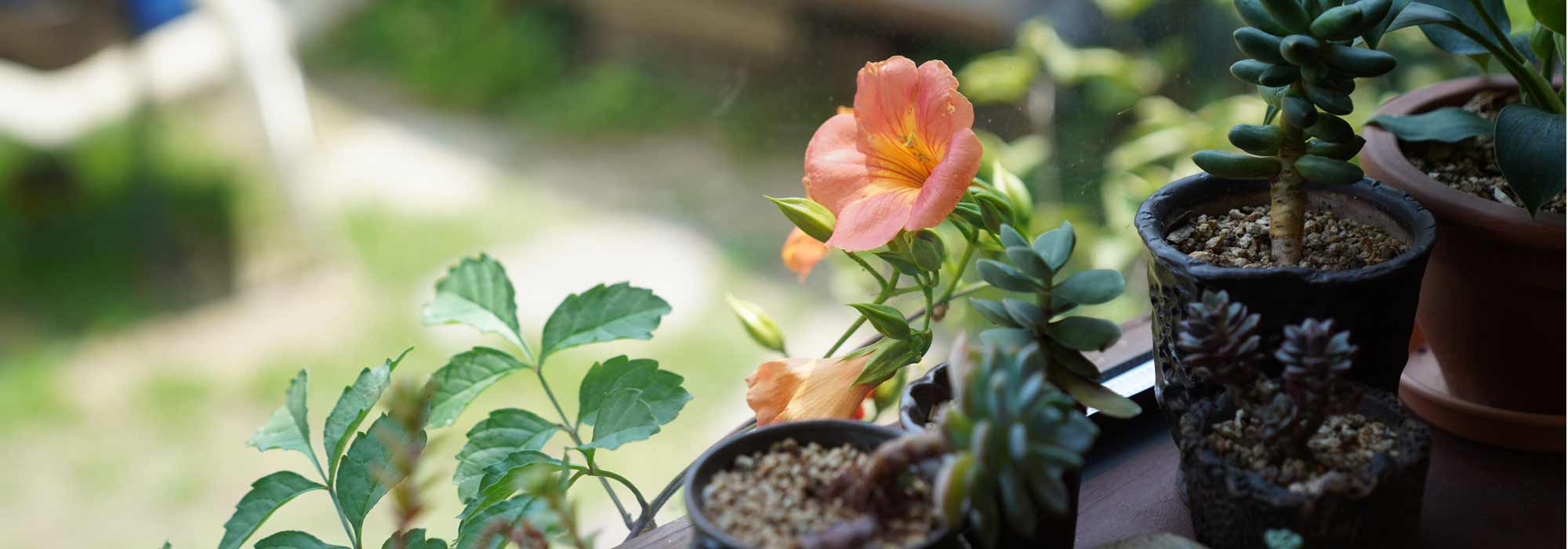 Growing a trumpet vine in a pot