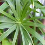 Taking a cutting from a papyrus plant