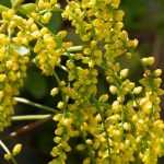 Chiastophyllum or Golden drop: planting, growing