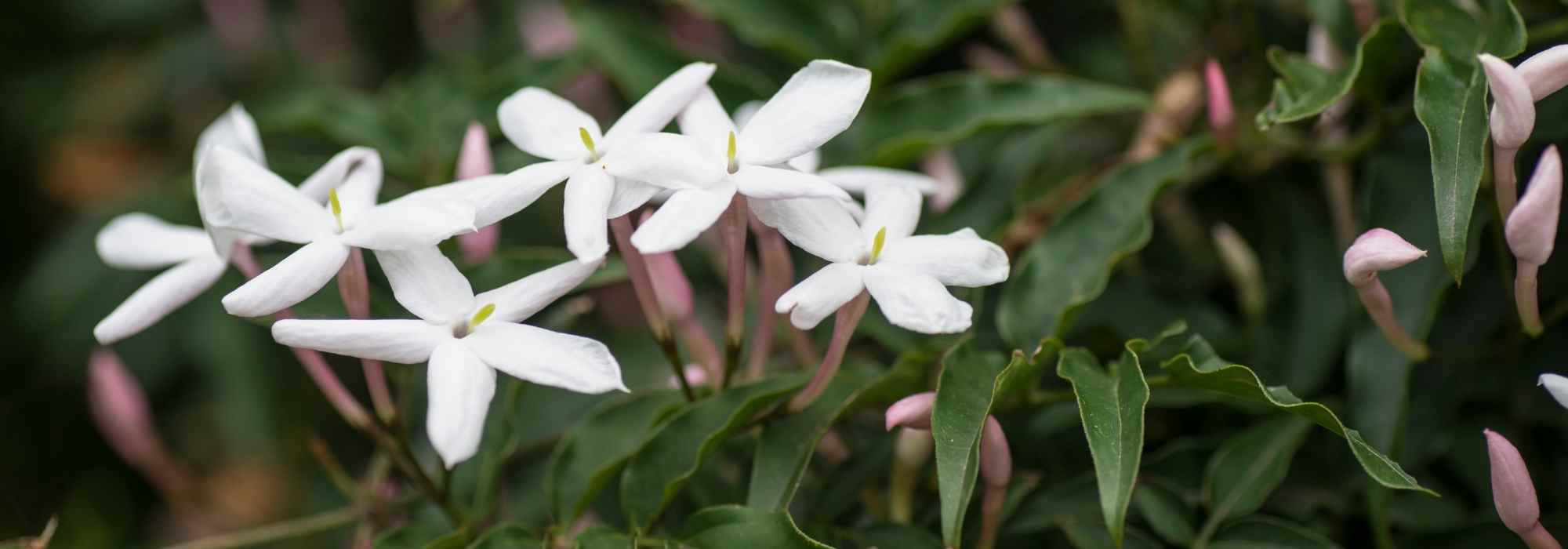 Choosing a Jasmine