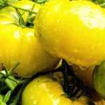 How to create a tomato variety?