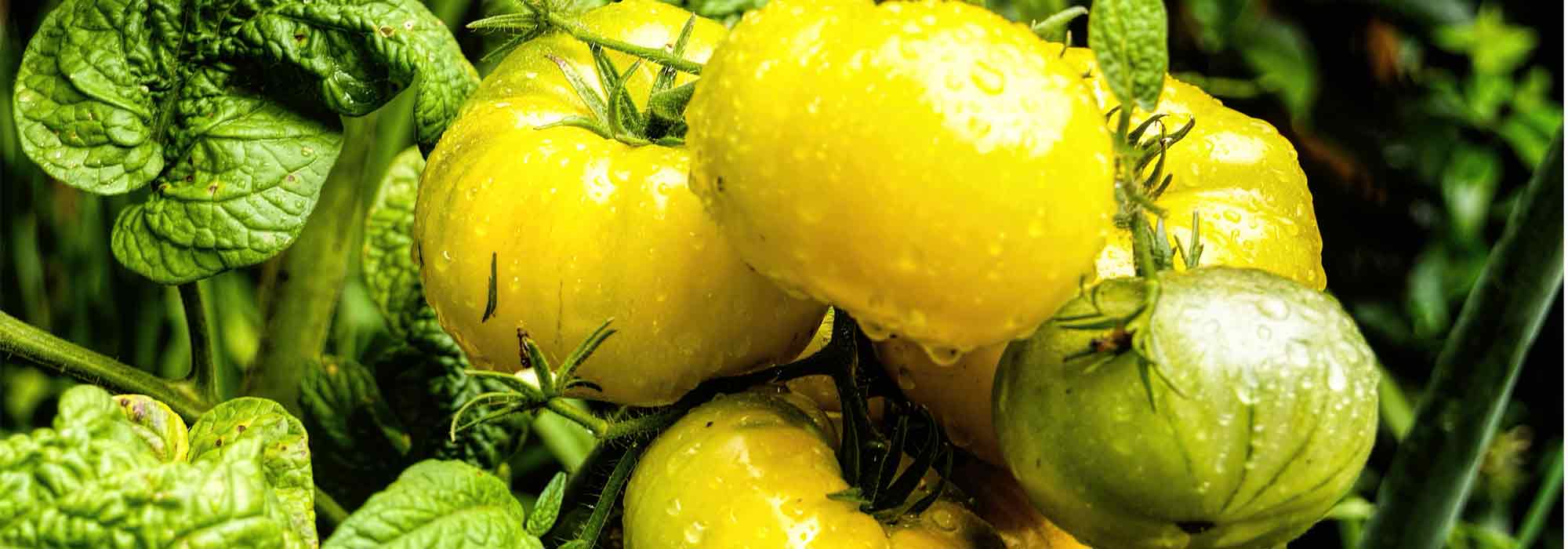 How to create a tomato variety?