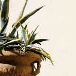 Growing an agave in a pot