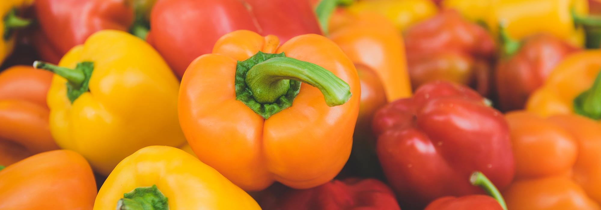 Peppers and Chillis: Sowing, Cultivation and Harvest