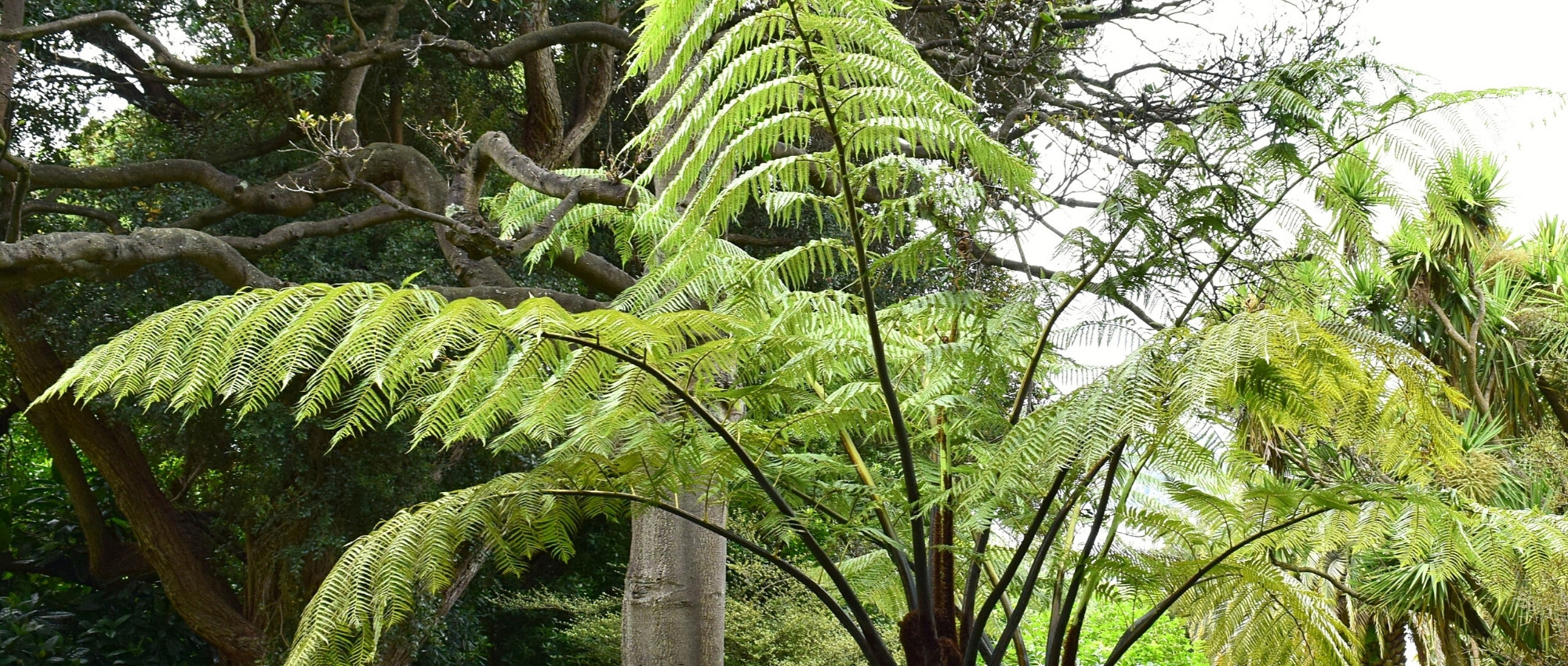 Cyathea: planting, growing, and care