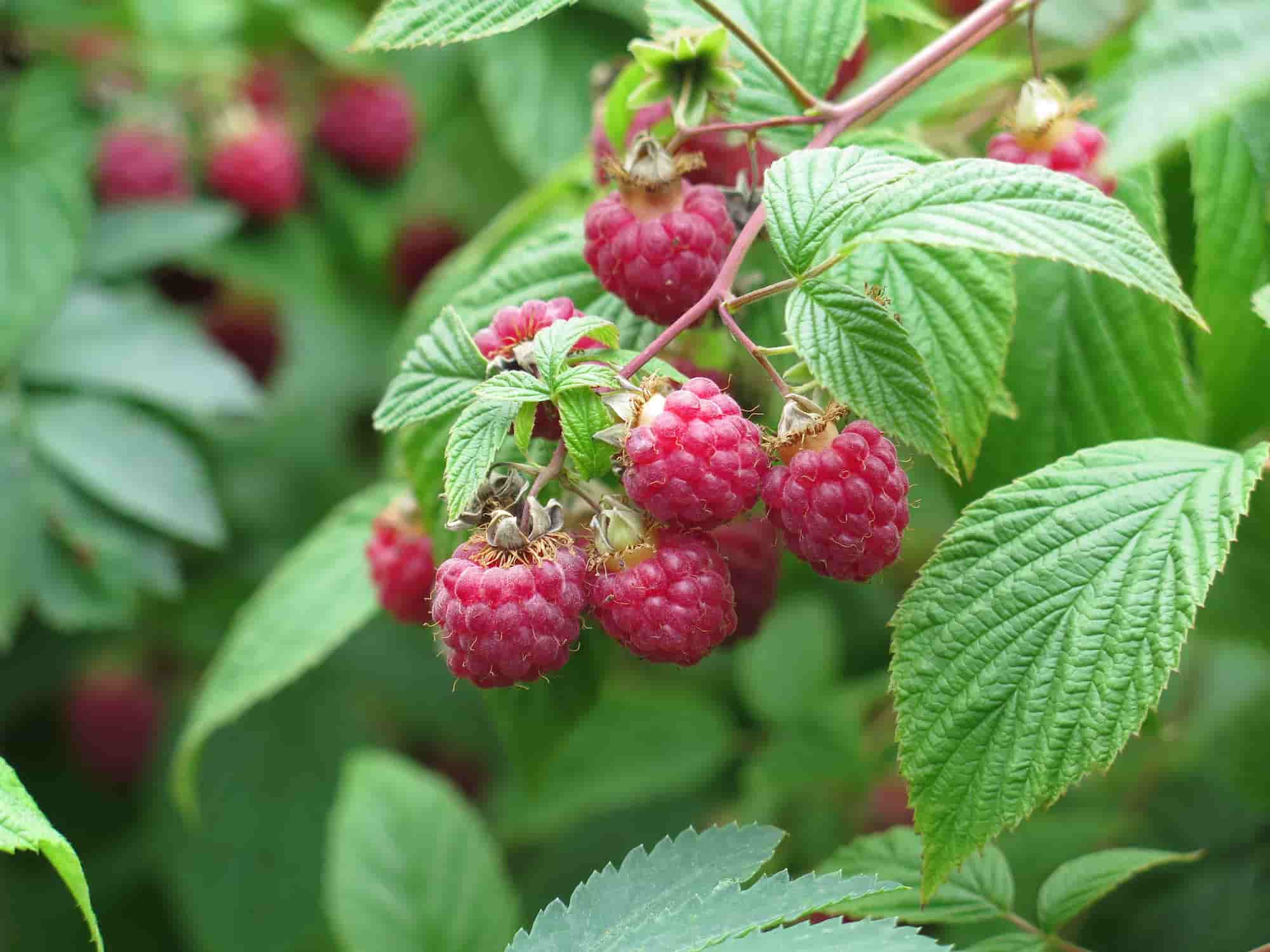 Diseases and pests of raspberries