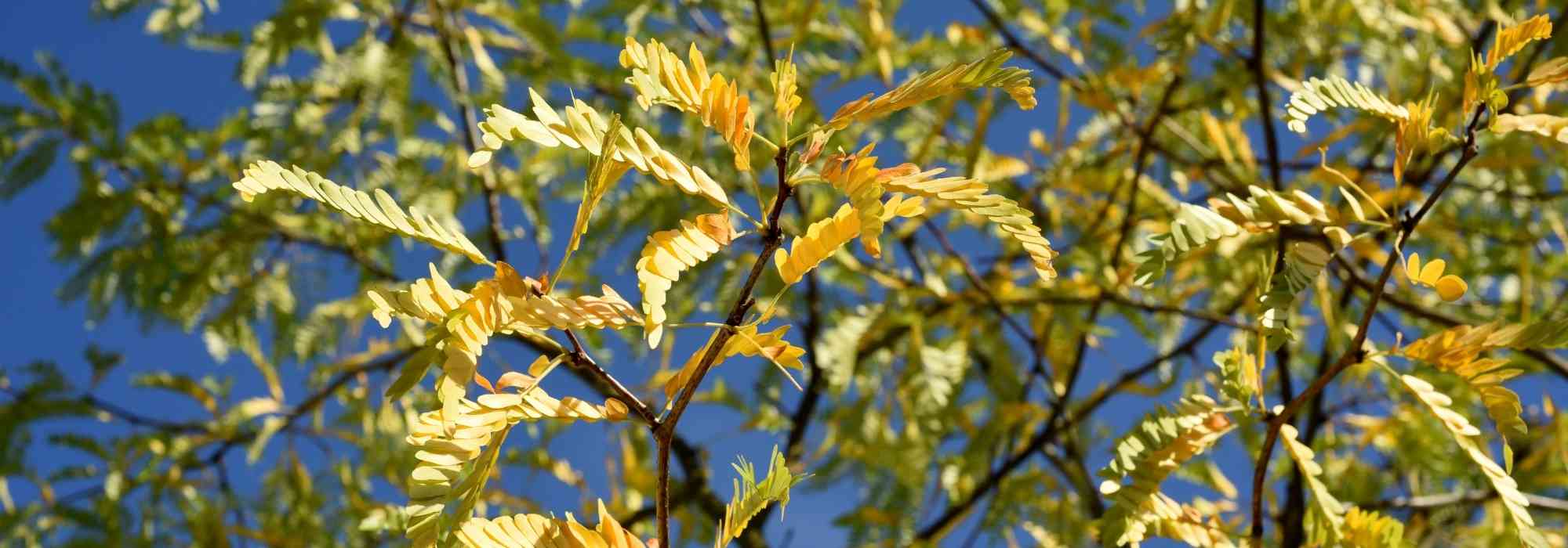 Gleditsia triacanthos, honey Locust: planting, growing