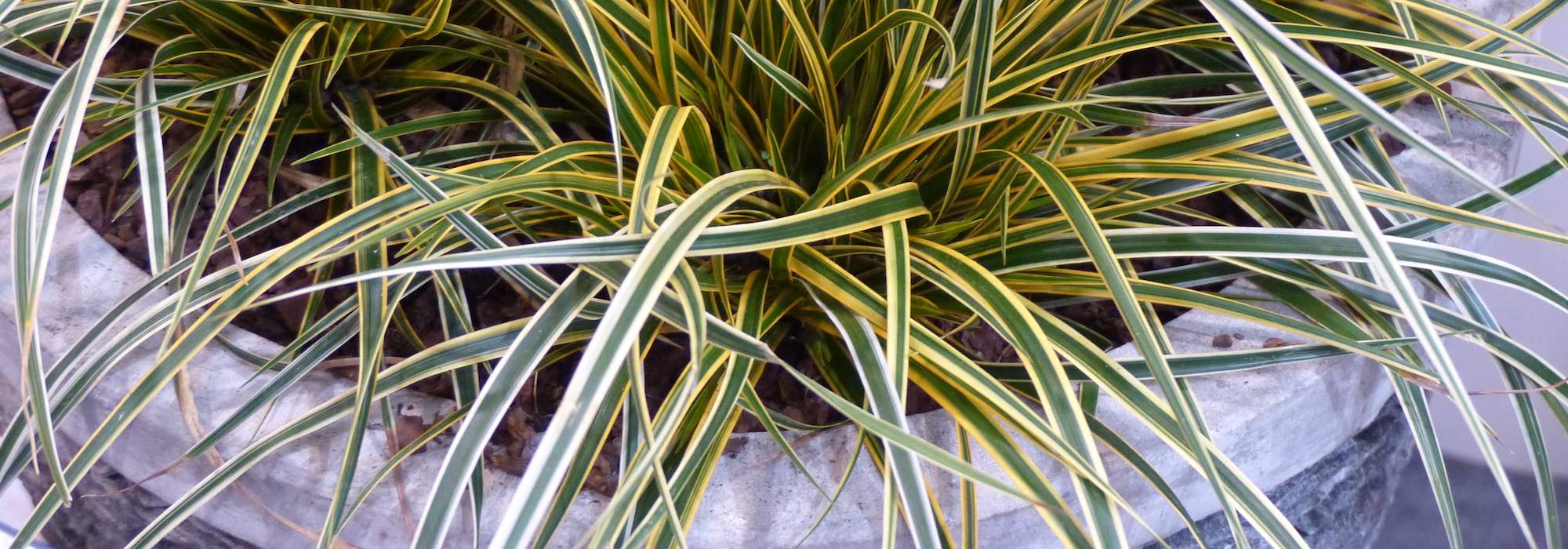 Growing and caring for Carex in pots