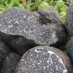 How to grow truffles in the garden?