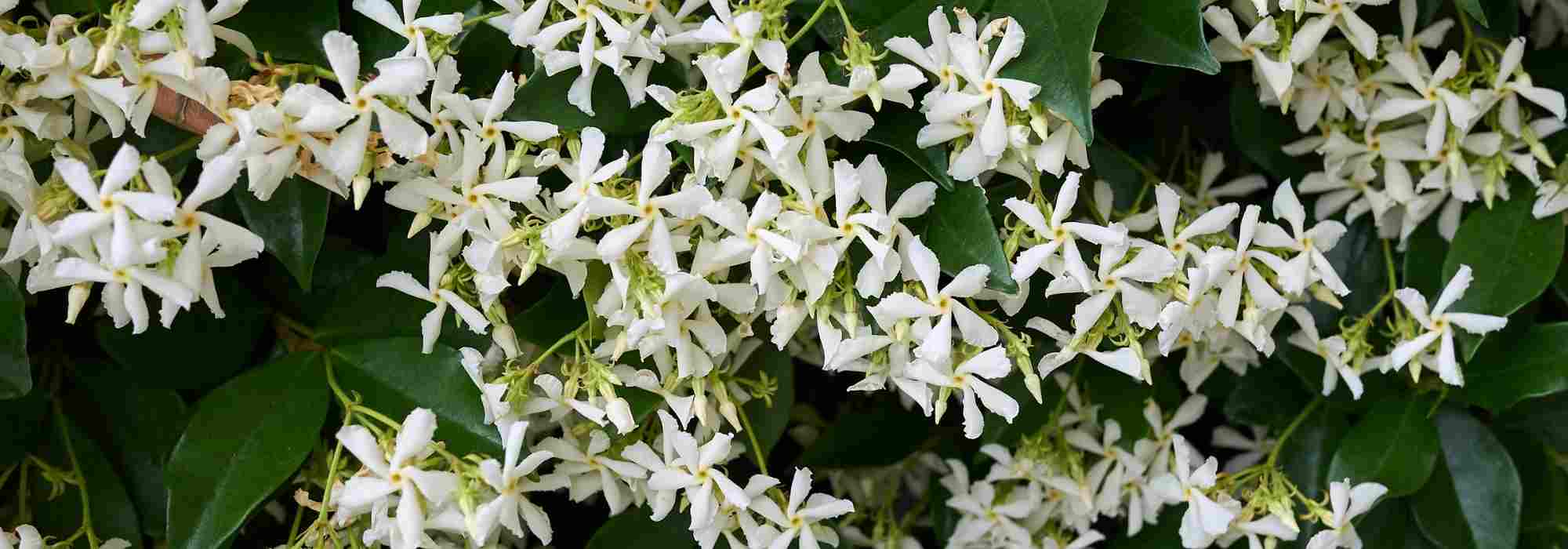 8 climbing plants with early summer flowering