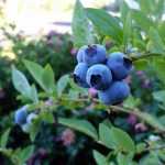 Blueberry: planting, pruning, and care
