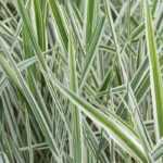 Phalaris - Shepherd's Ribbon: Cultivation and Care