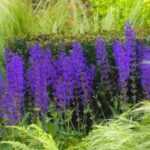 How to take cuttings from wood sage?