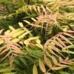 Sorbaria sorbifolia, false spiraea: planting, growing
