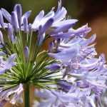 5 Agapanthus to grow in pots