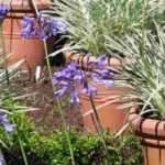 How to grow an agapanthus in a pot?