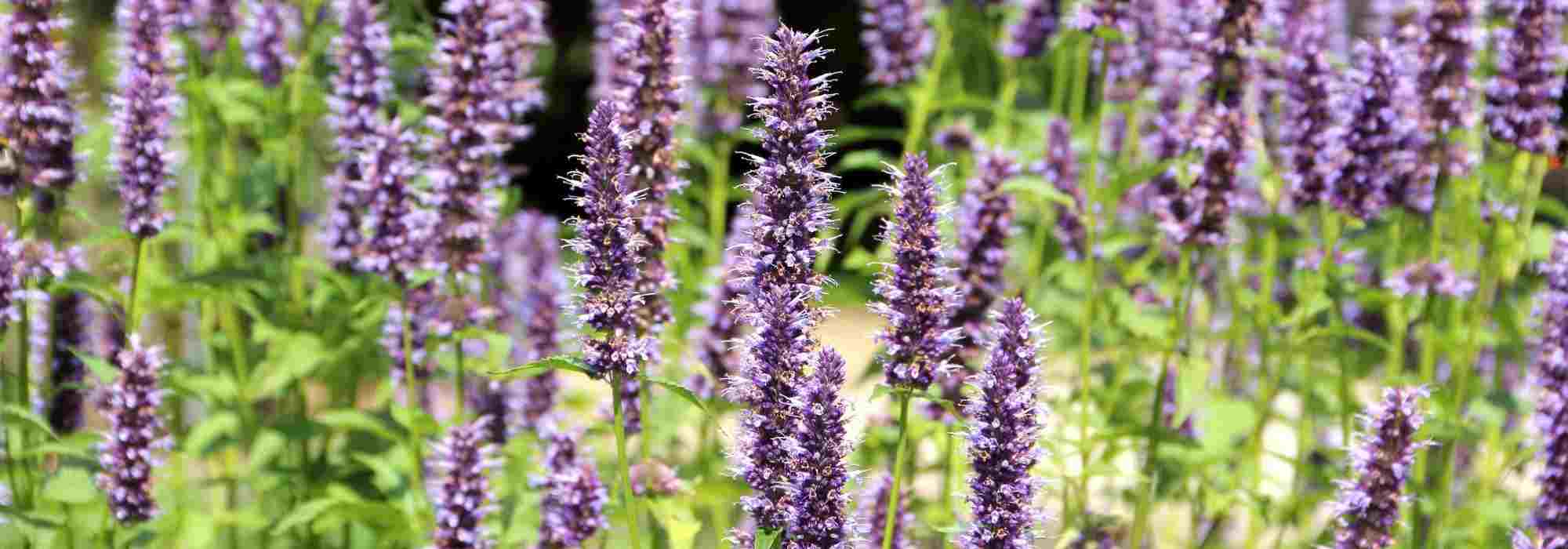 How to grow Agastache in a pot?