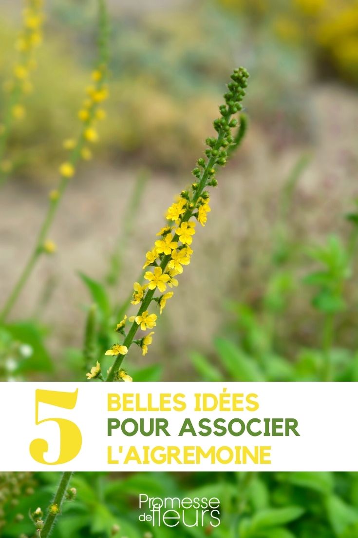 Agrimonia, association