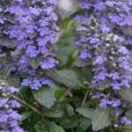 How to grow an ajuga in a pot?