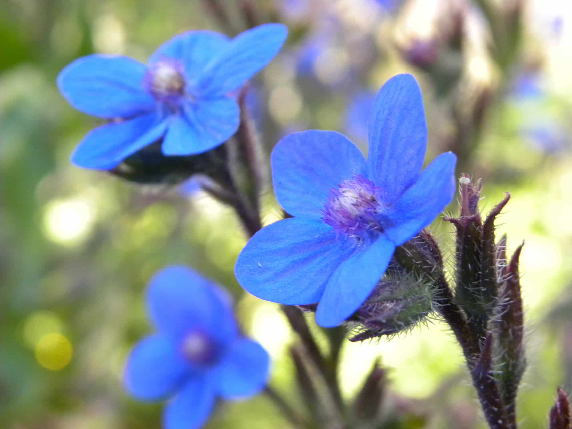 Growing anchusa in pots