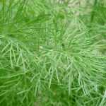 How to preserve dill?