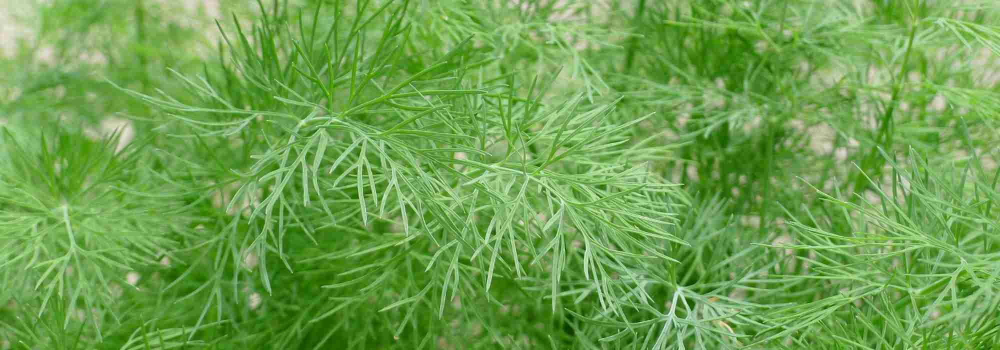 How to preserve dill?