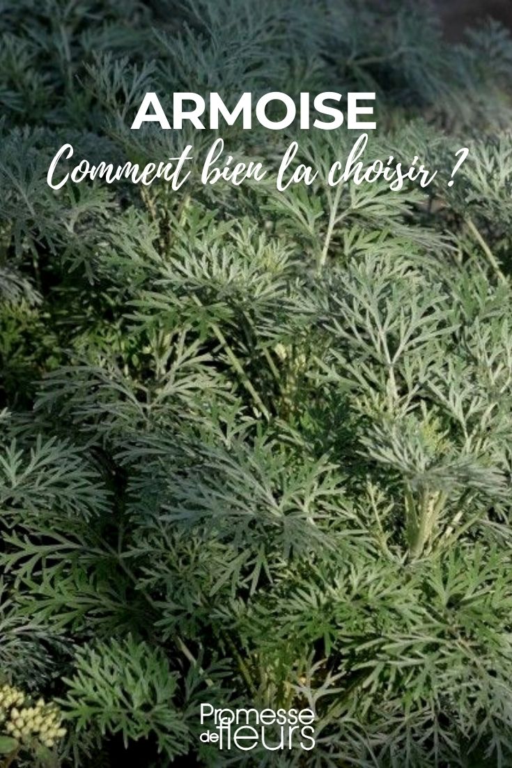 Mugwort: A Buyer's Guide